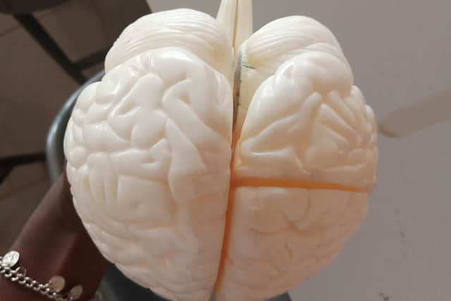 A white plastic model of the human brain seen from above, showing the folded left and right halves of the cerebrum.