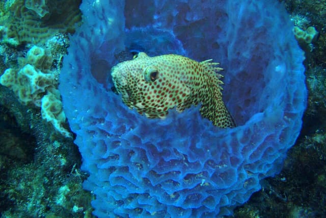 A spotted fish called a rock hind resting inside a large blue tube-shaped sponge on a coral reef.