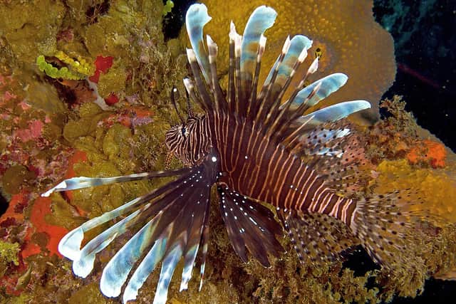 A striped red-and-white lionfish with long, spiny fins spread wide, hovering over a coral reef.