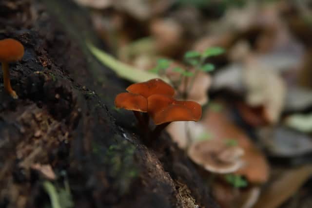 Small orange-brown mushrooms growing out of a dark, rotting log among dead leaves.