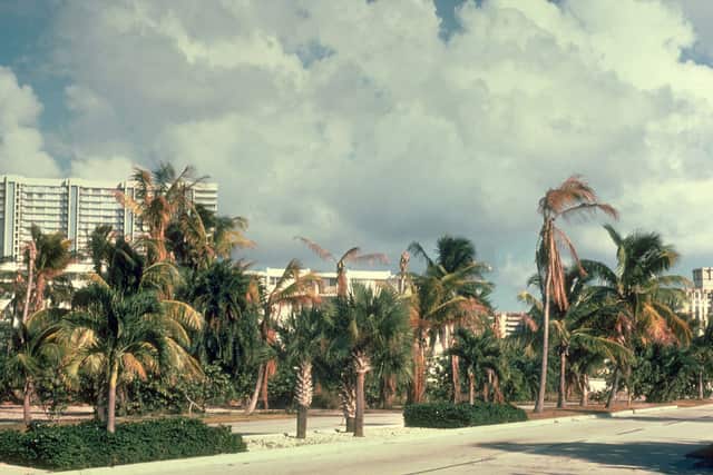A row of coconut palms in a town, several with their leafy tops dead and brown from lethal yellowing disease.