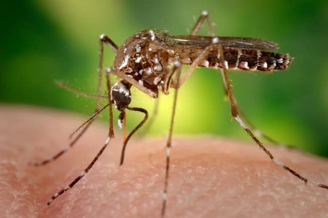A close-up of a black-and-white striped Aedes aegypti mosquito standing on human skin.