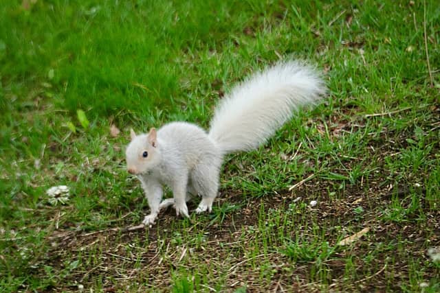 A pure white squirrel with pink eyes and a bushy white tail standing on short grass.