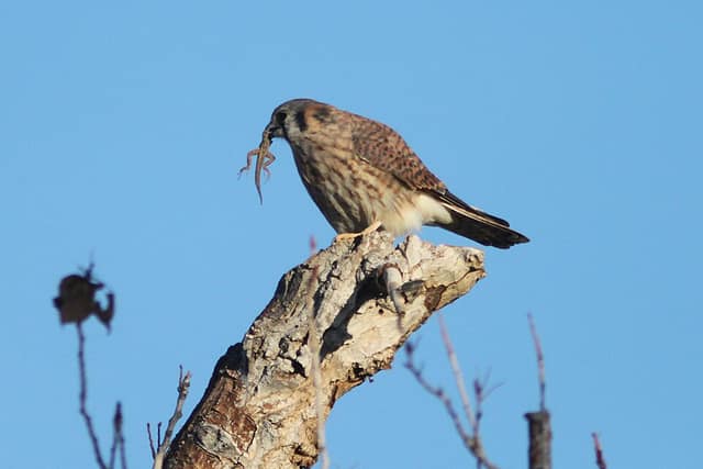 A small brown-and-grey falcon perched on a dead branch against a blue sky, holding a lizard in its beak.