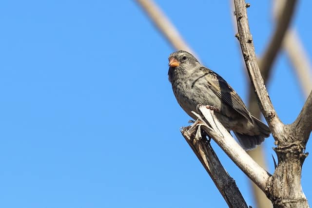 A small brown, streaked finch with a short thick beak perched on a bare branch against a blue sky.
