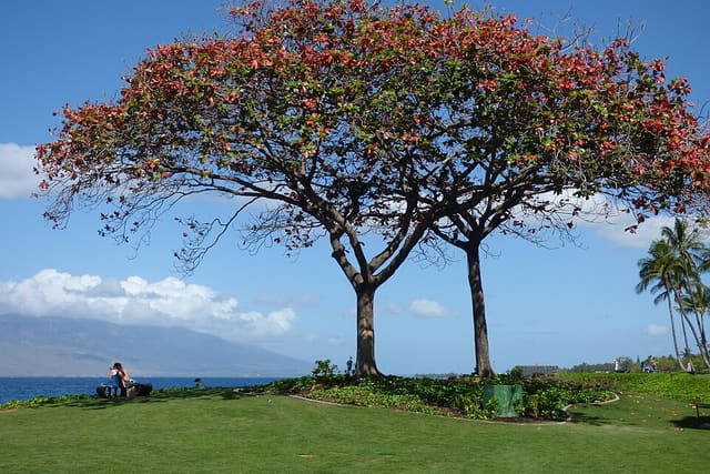 Two sea almond trees by the coast, their wide crowns full of red leaves under a blue sky.