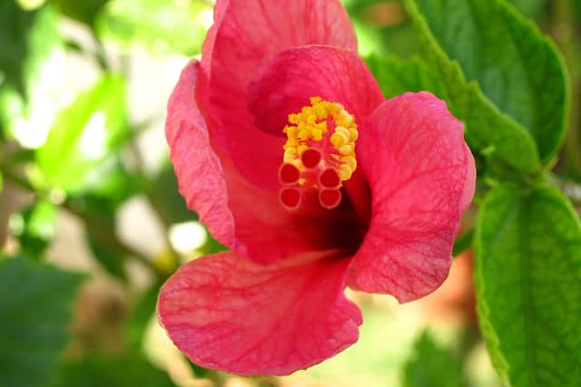 A red hibiscus flower with a long central column of yellow anthers and red-tipped stigmas sticking out.