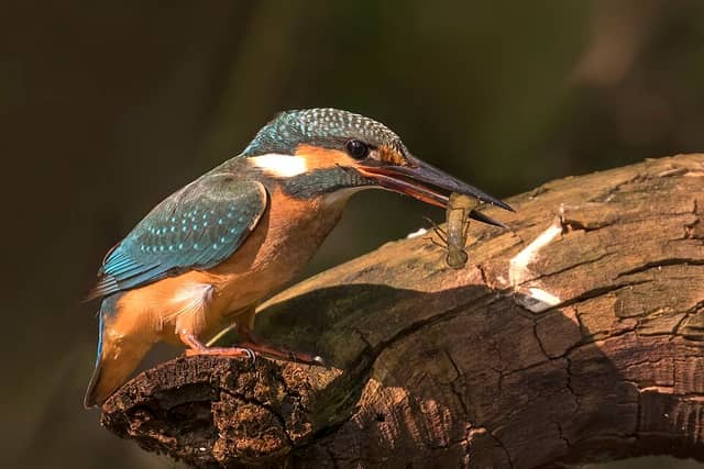 A small blue and orange kingfisher perched on a branch, holding a dragonfly nymph in its long beak.