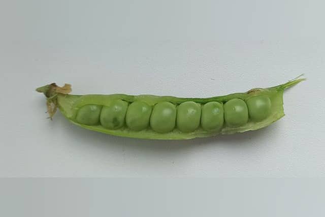 An opened green pea pod with a row of round green peas inside.