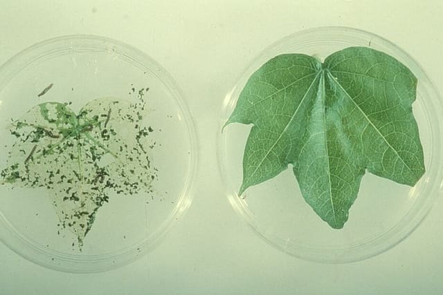 Two dishes side by side: on the left, a cotton leaf eaten to scraps; on the right, a whole, undamaged cotton leaf.