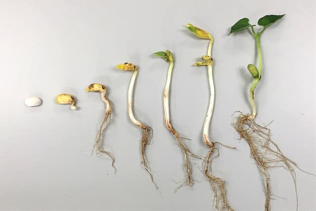 A row of bean seedlings on a white background, from a dry seed on the left to a seedling with roots, stem and two leaves on the right.