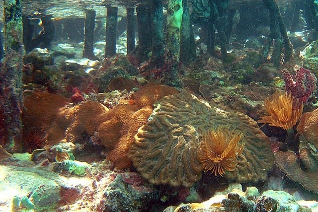 Underwater view beneath a mangrove: dark roots hang down into clear water, with brown corals and feathery fanworms on the sea floor.