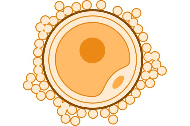 An illustration of a human egg cell: a large round cell with a nucleus, surrounded by a clear coat and a ring of small follicle cells.