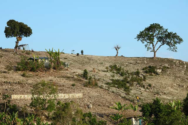 A bare, rocky hillside with only a few scattered trees left standing against a blue sky.
