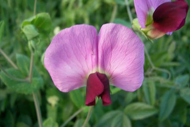 A close-up of a pea flower with pale purple upper petals and dark maroon lower petals.