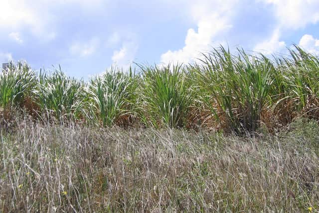 A field of tall green sugar cane under a blue sky with white clouds in Barbados.