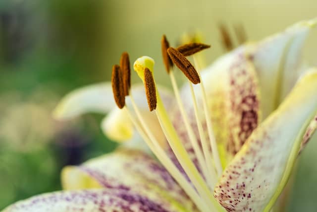 Close-up of a lily flower: long pale stalks topped by brown, pollen-covered anthers, in front of white petals with purple spots.