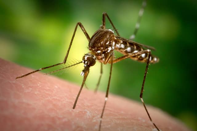 A female Aedes aegypti mosquito, black with white markings, standing on a person’s skin as she pierces it.