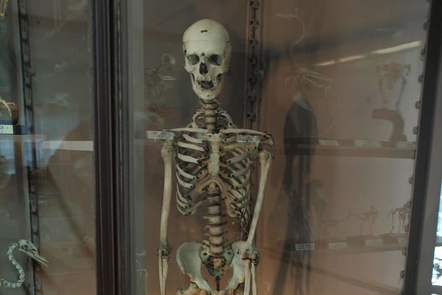 A human skeleton standing in a museum display case: skull, rib cage, backbone and arm bones.