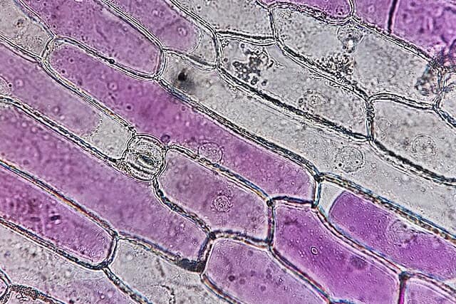 Red onion skin cells under a microscope: long boxes with dark walls, some filled with purple, others with the purple shrunk away from the walls.
