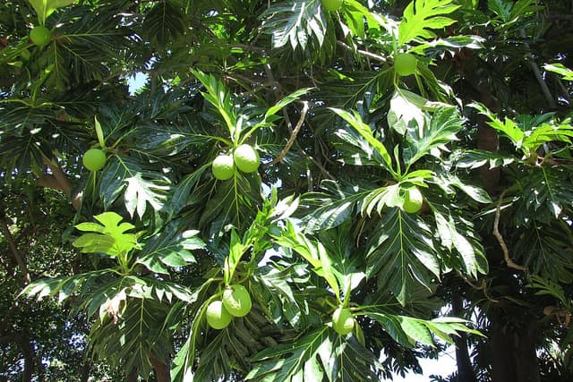 A breadfruit tree with large, deeply cut green leaves and round green fruits hanging among them.