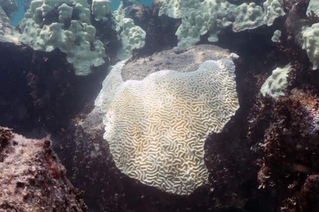 A large brain coral on a reef, bleached completely white, next to darker living rock.