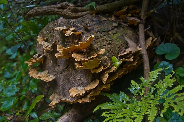 Brown and cream bracket fungi growing in shelves on a fallen, rotting log, with ferns around it.