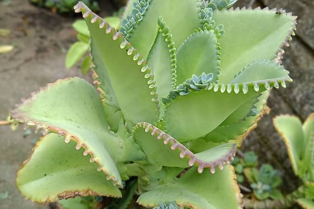 Pale green fleshy leaves with rows of tiny plantlets growing all along their notched edges.
