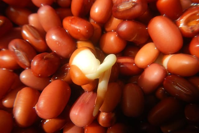 A heap of red adzuki beans; one has split open and a pale white root is growing out of it.