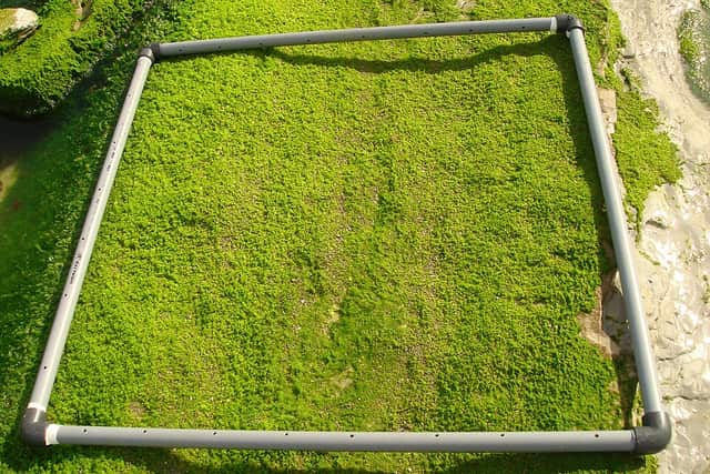 A square plastic-pipe frame lying on a rock covered in short green seaweed.