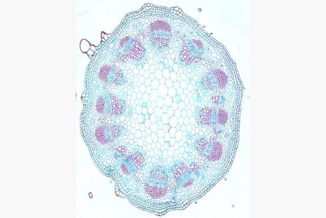 A cross-section of a sunflower stem under a microscope: a round outline with a ring of red and blue vascular bundles around pale central cells.