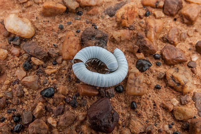 A pale millipede curled into a tight spiral on red gravel, its legs tucked inside.