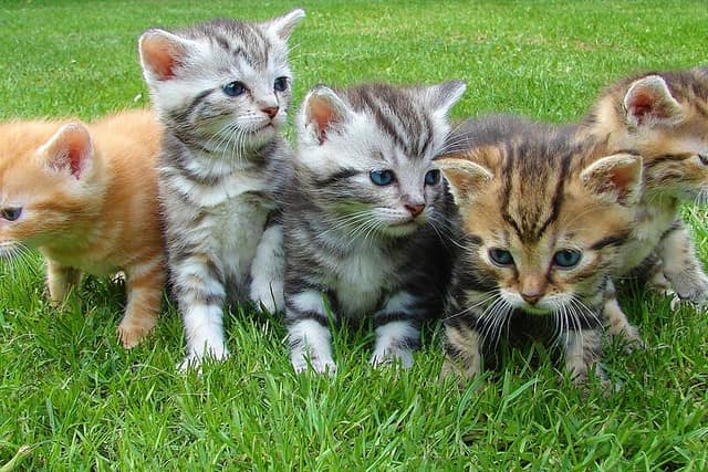 Five young kittens side by side on grass: one ginger, the others grey and brown tabbies with different stripes.