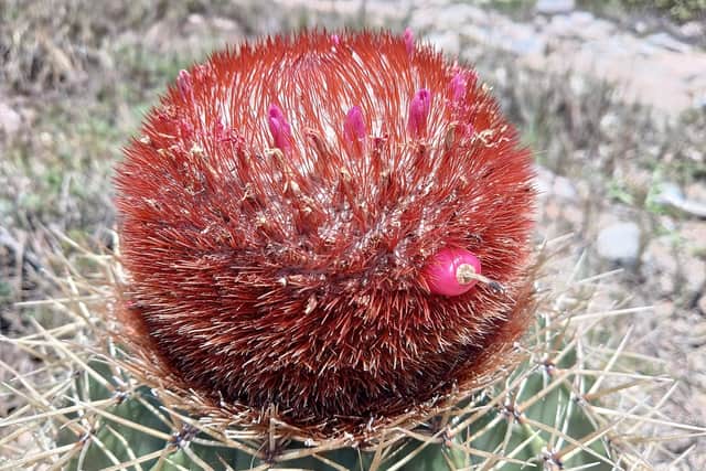 A Turk’s cap cactus in Puerto Rico: a round, spiny green stem topped by a red woolly cap with small pink fruits.