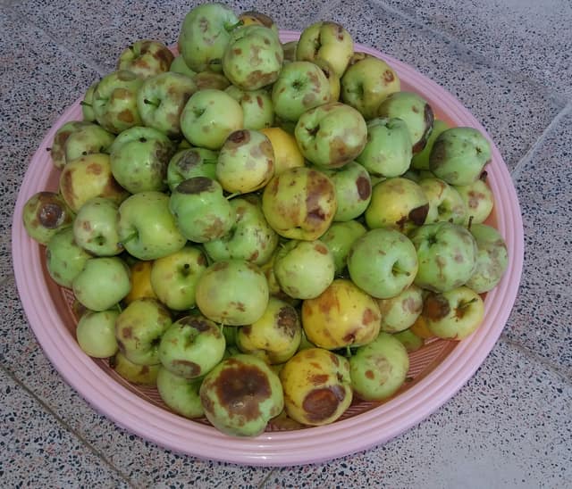 A bowl of apples covered in brown rotten patches.