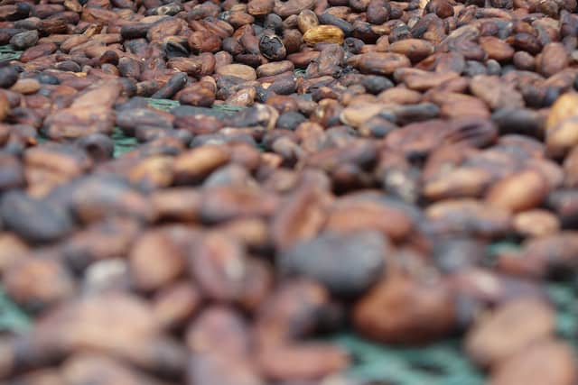 A close view of brown cocoa beans spread out to dry in the sun in Guadeloupe.